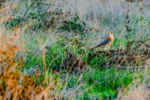Oiseau de la semaine 14 : American Kestrel (Falco sparverius)