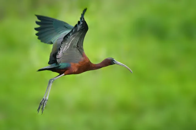 Oiseau de la semaine 15 : Glossy Ibis (Plegadis falcinellus)