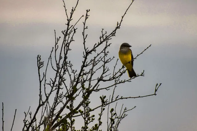 Oiseau de la semaine 16 : Western Kingbird (Tyrannus verticalis)